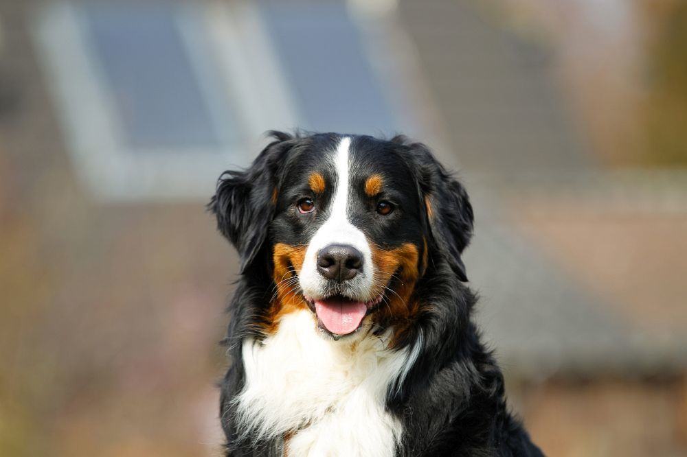 Berner Sennenhund Charakter: loyal, treu, intelligent, anhänglich