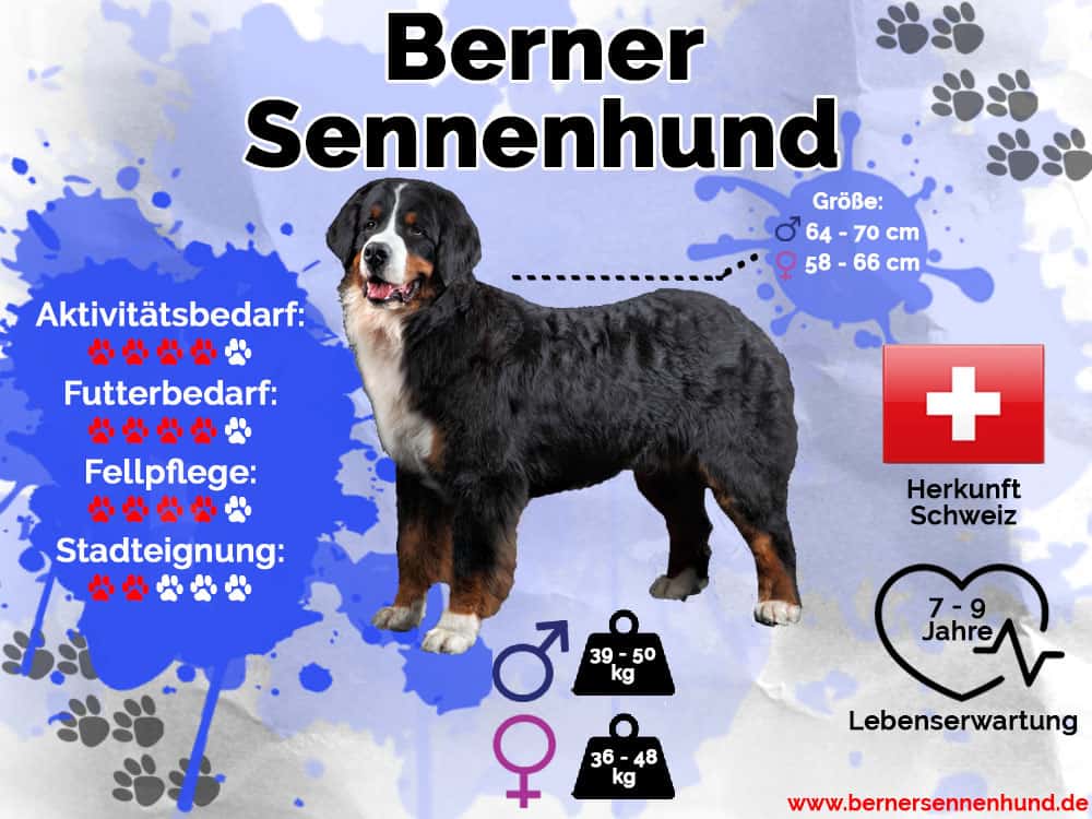 Berner Sennenhund Infografik