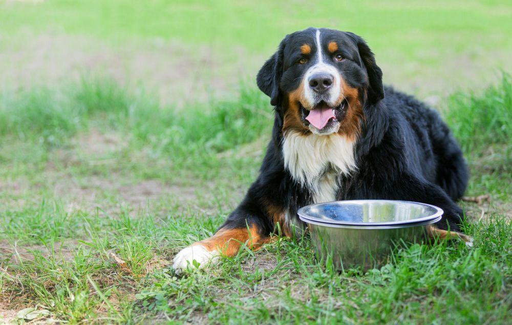 Futter und Ernährung Berner Sennenhund