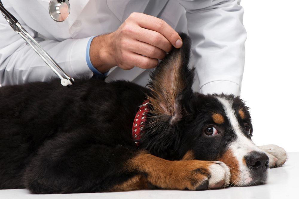 Pflege Ohren Berner Sennenhund