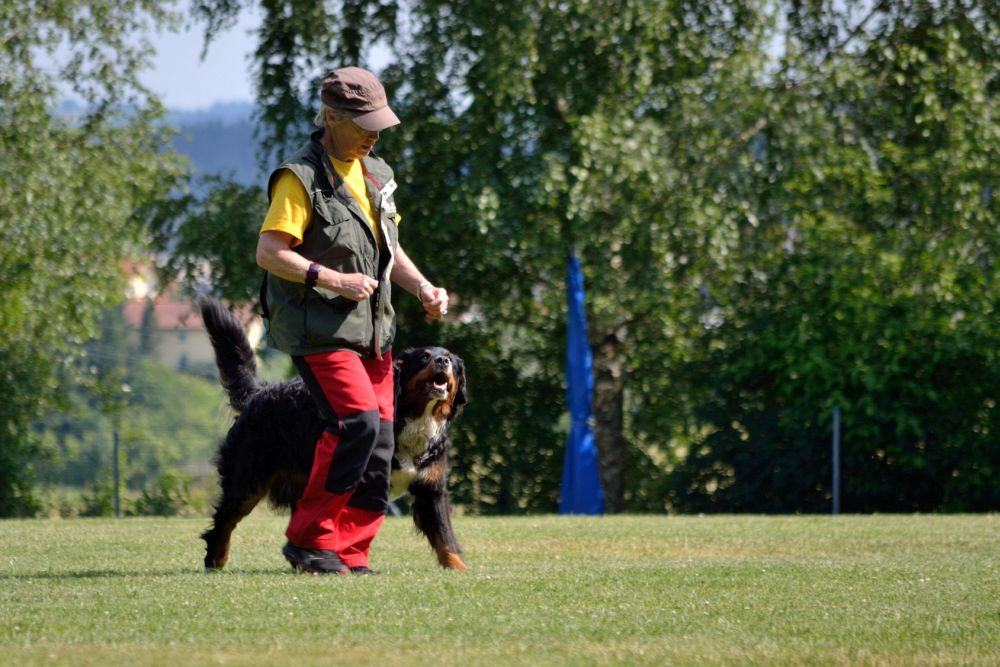 Training Berner Sennenhund Hundeschule