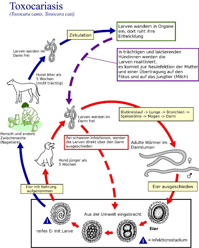 Berner Sennenhund- Wurmbefall - Würmer