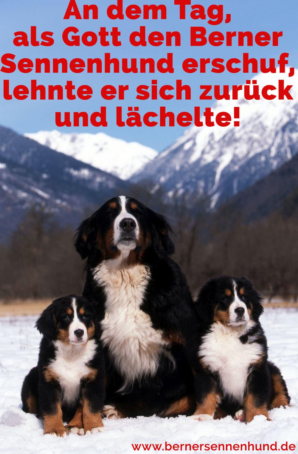 Drei Berner Sennenhunde in den Bergen