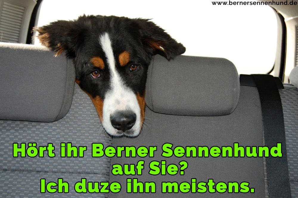 Ein Berner Sennenhund im Autositz