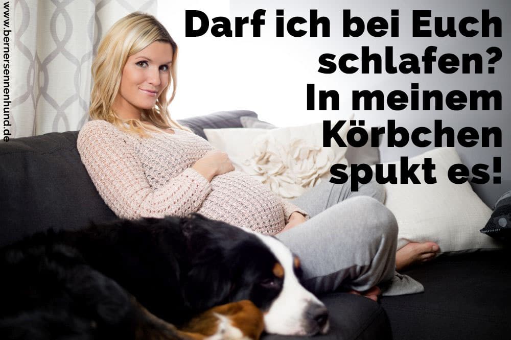 Eine schwangere Frau und ihr Berner Sennenhund sitzt auf dem Sofa