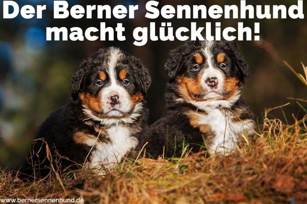Zwei Welpen Berner Sennenhund in Feld