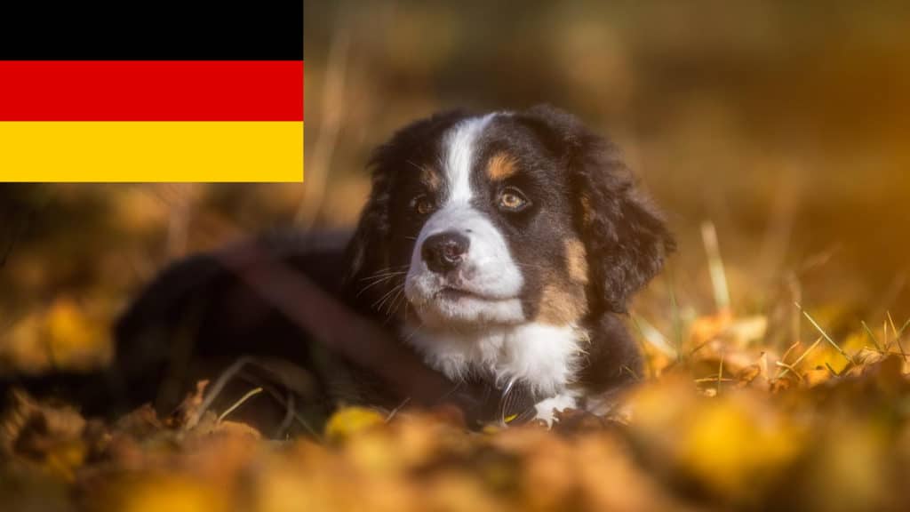 Berner Sennenhund Züchter mit Welpen Deutschland