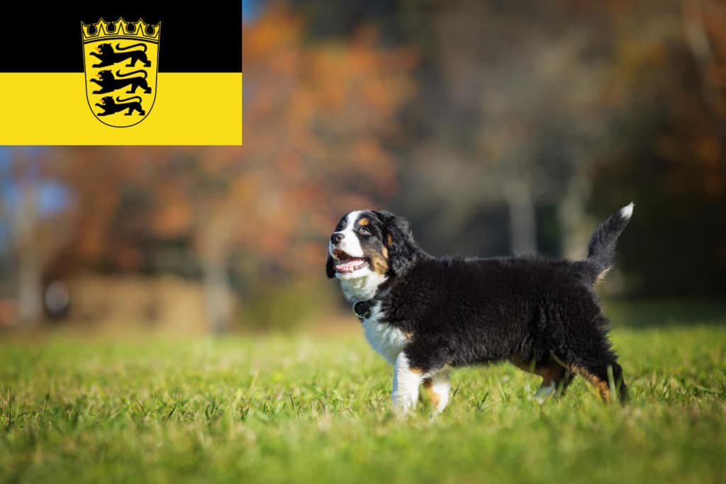 Berner Sennenhund Züchter mit Welpen Baden-Württemberg
