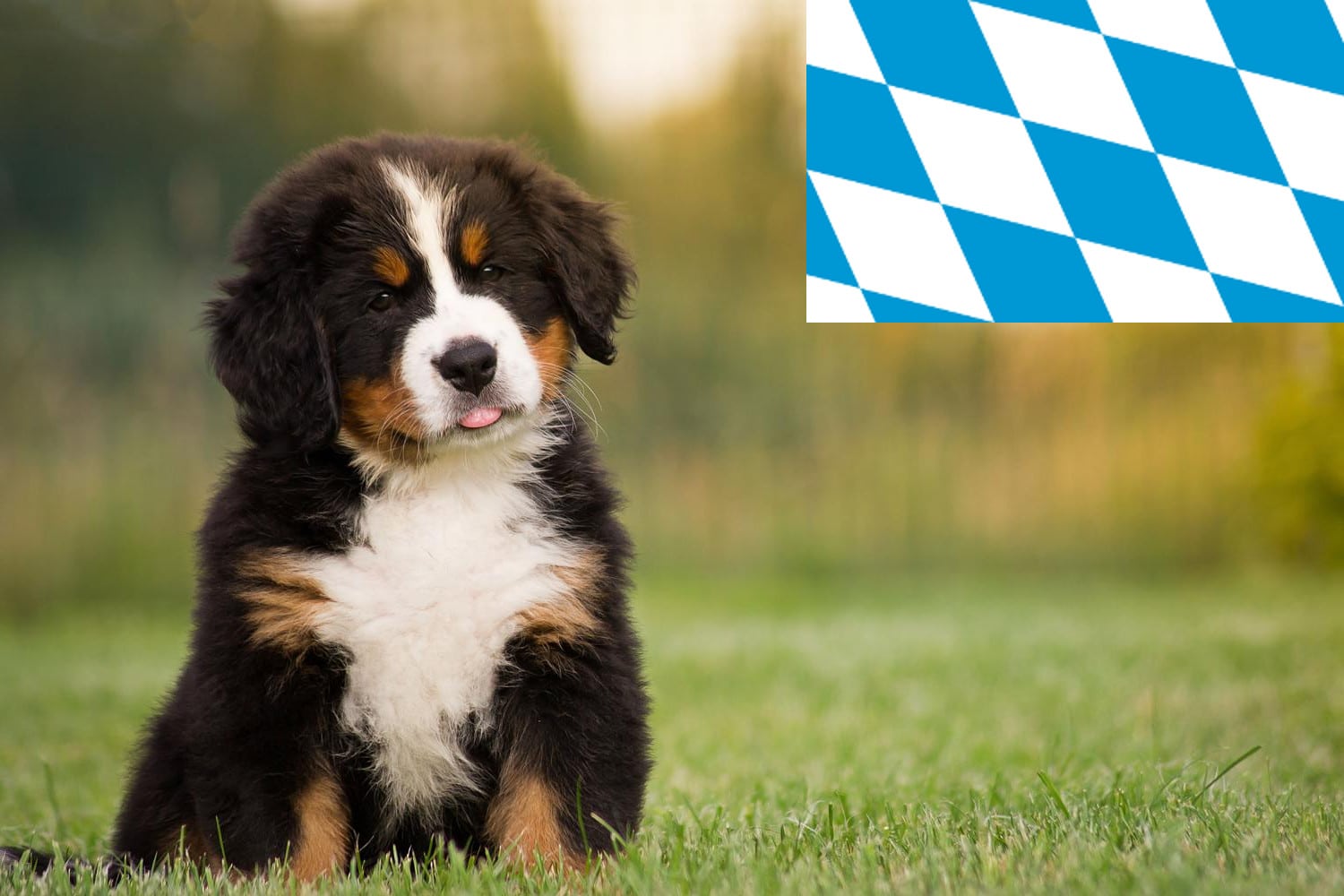 Berner Sennenhund Züchter aus Bayern