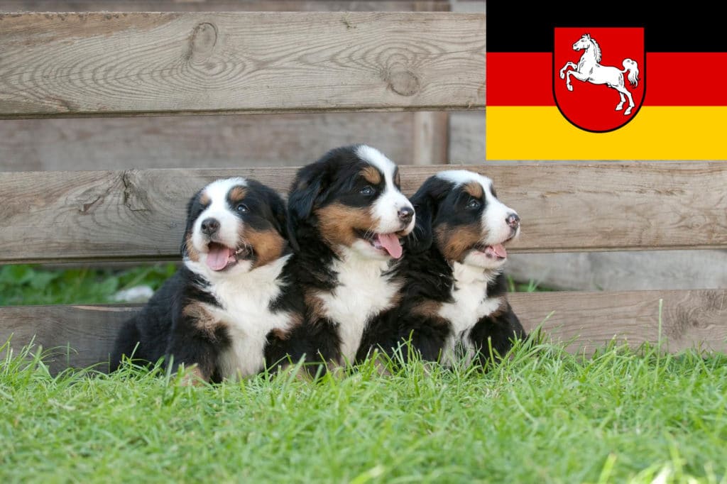 Berner Sennenhund Züchter mit Welpen Niedersachsen