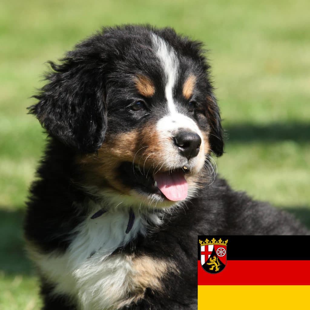 Berner Sennenhund Züchter mit Welpen Rheinland-Pfalz
