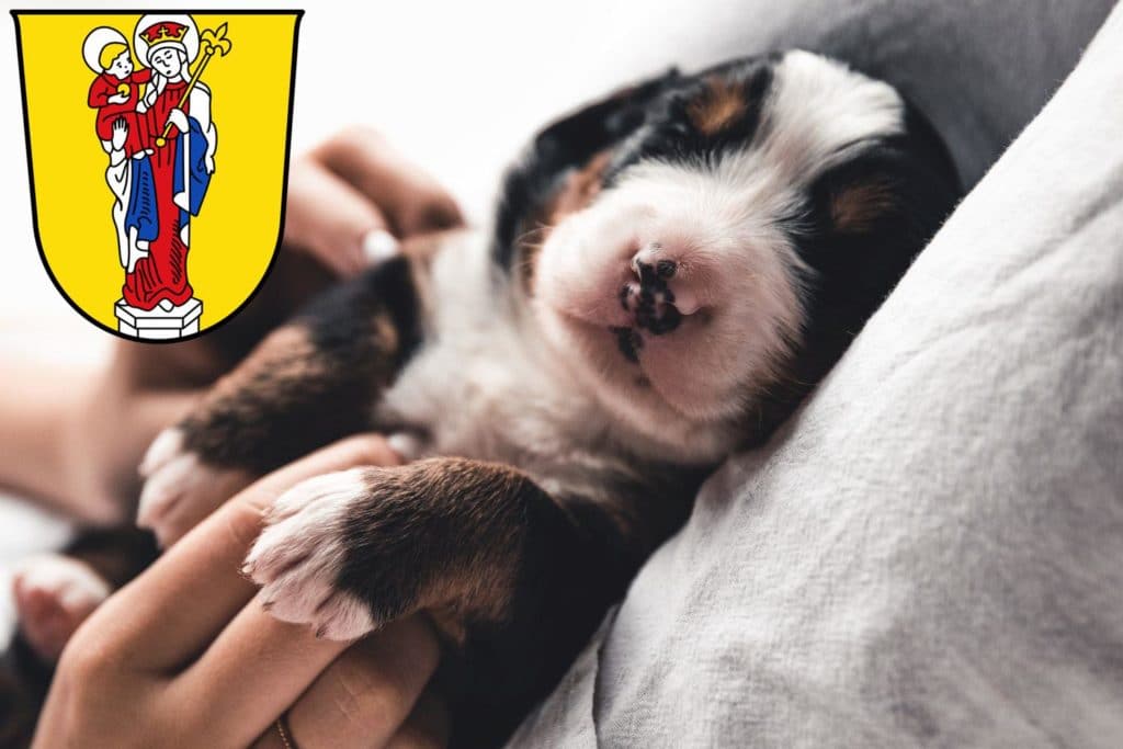 Berner Sennenhund Züchter mit Welpen Altötting, Bayern