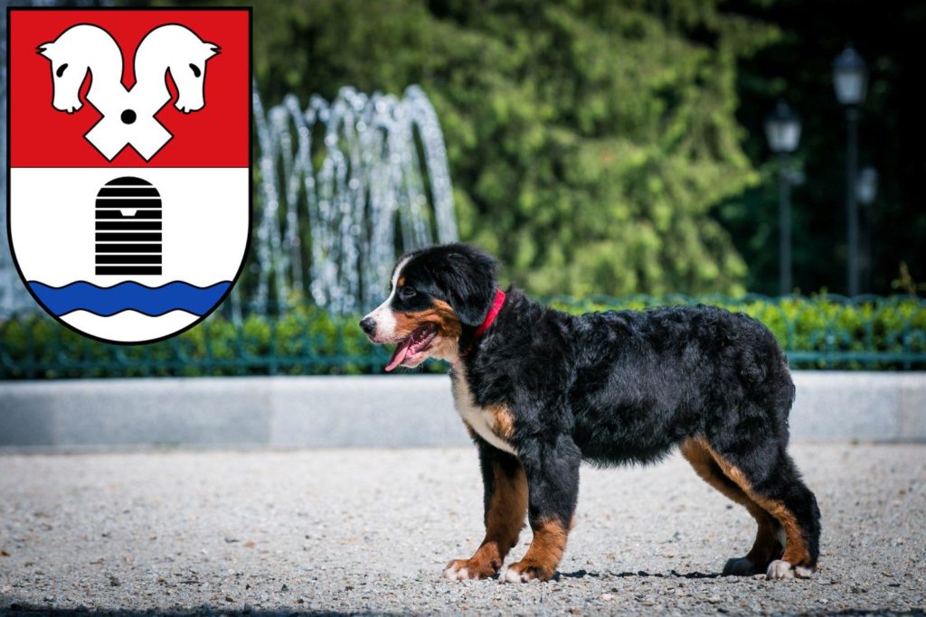 Berner Sennenhund Züchter mit Welpen Bad Fallingbostel, Niedersachsen