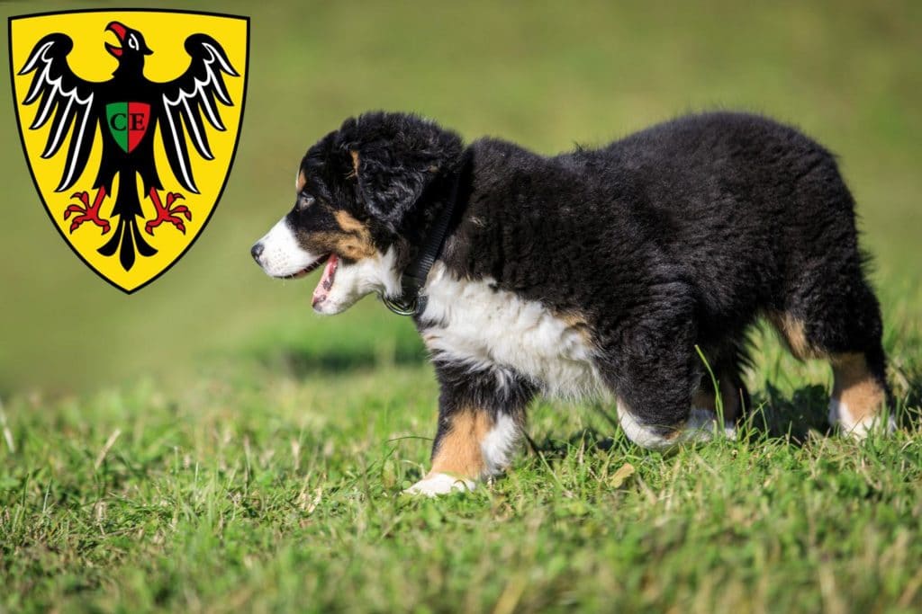 Berner Sennenhund Züchter mit Welpen Esslingen am Neckar, Baden-Württemberg