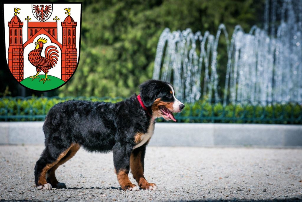 Berner Sennenhund Züchter mit Welpen Frankfurt (Oder), Brandenburg