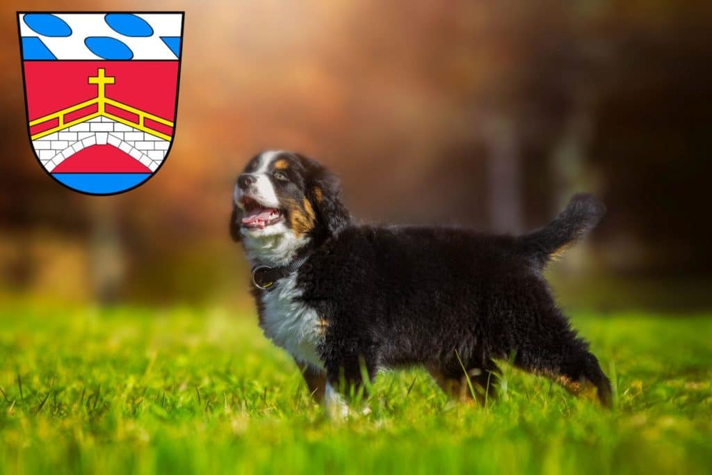 Berner Sennenhund Züchter mit Welpen Fürstenfeldbruck, Bayern