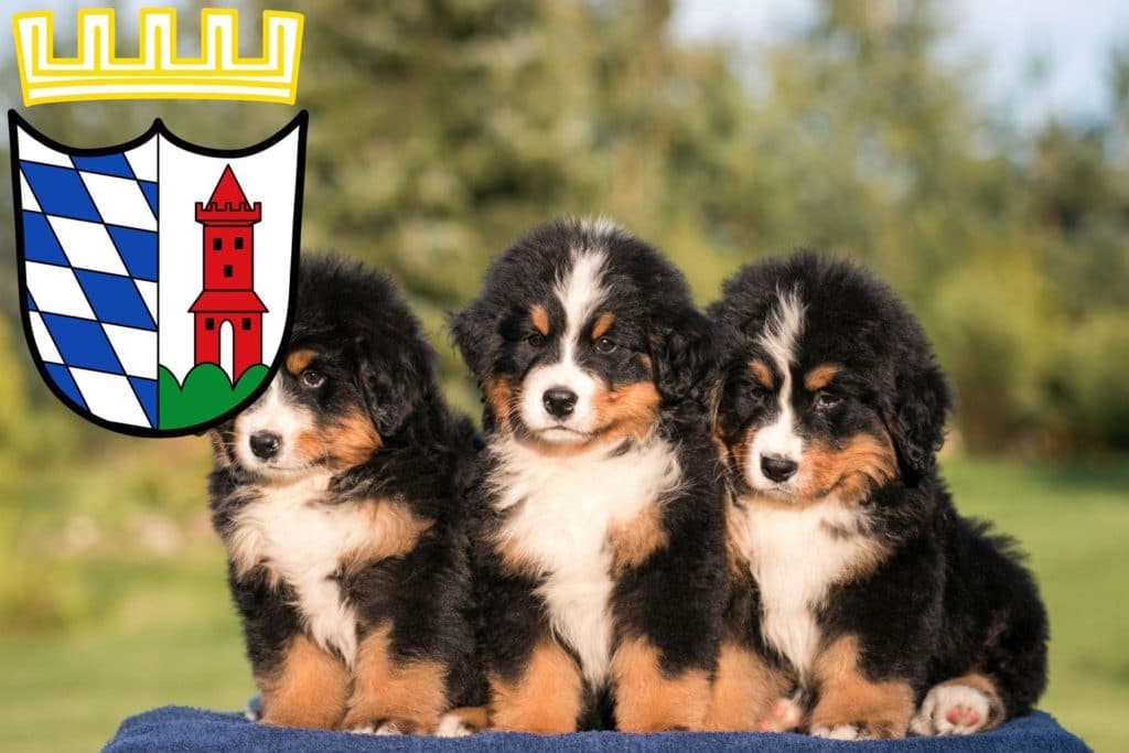 Berner Sennenhund Züchter mit Welpen Günzburg, Bayern
