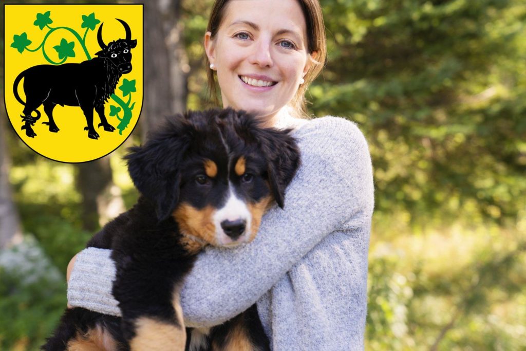 Berner Sennenhund Züchter mit Welpen Güstrow, Mecklenburg-Vorpommern