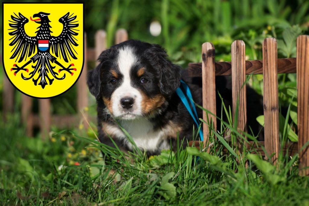 Berner Sennenhund Züchter mit Welpen Heilbronn, Baden-Württemberg