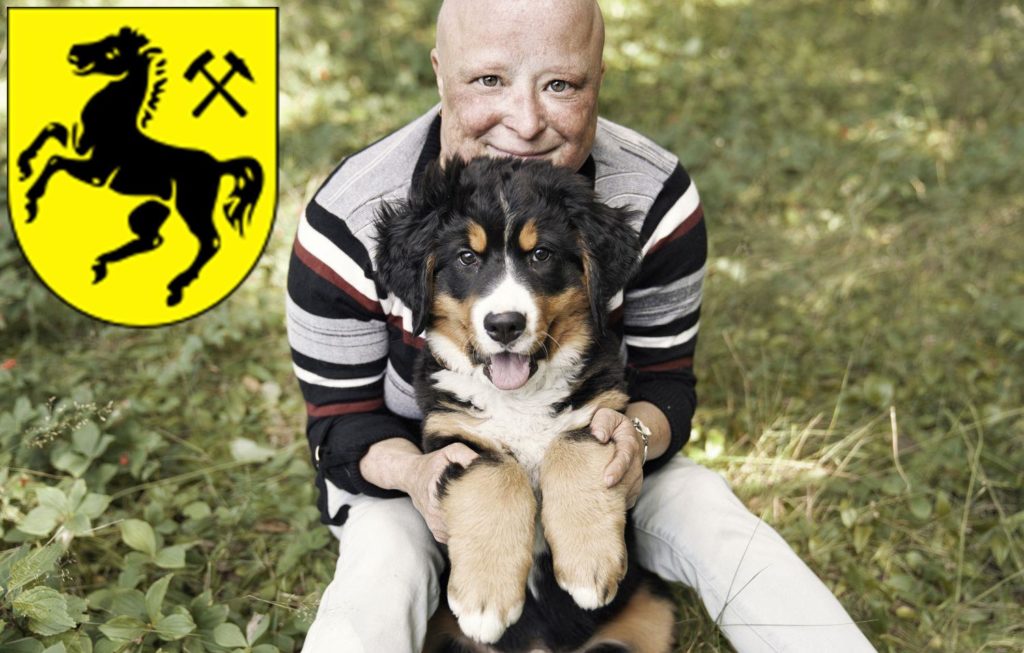 Berner Sennenhund Züchter mit Welpen Herne, Nordrhein-Westfalen