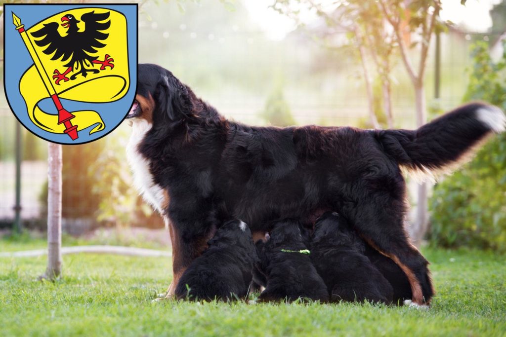 Berner Sennenhund Züchter mit Welpen Ludwigsburg, Baden-Württemberg