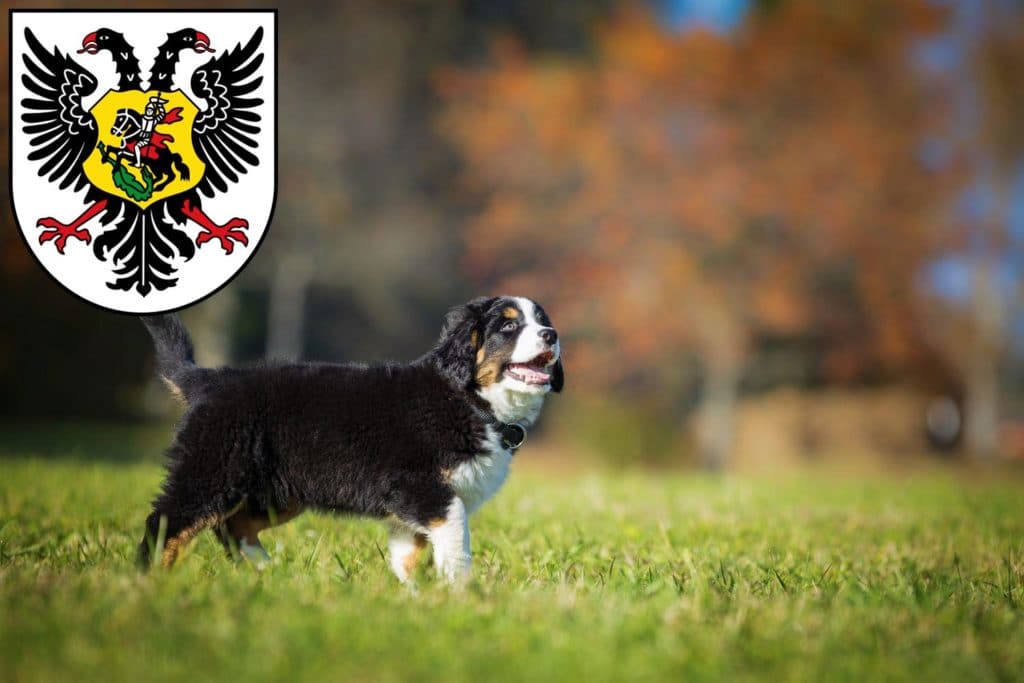 Berner Sennenhund Züchter mit Welpen Ortenaukreis, Baden-Württemberg