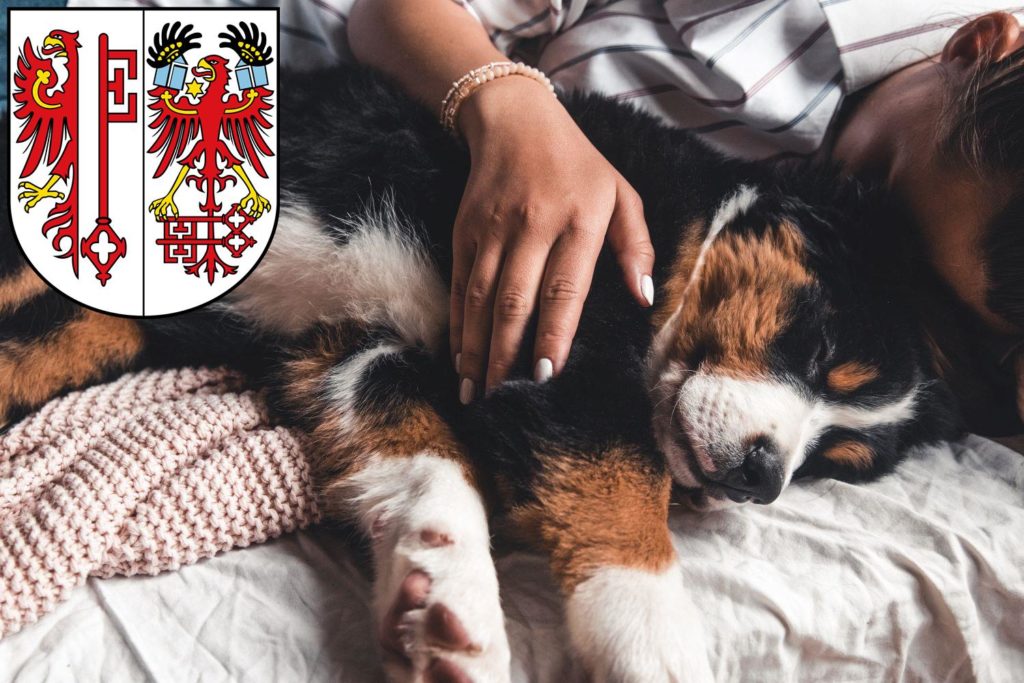 Berner Sennenhund Züchter mit Welpen Salzwedel, Sachsen-Anhalt