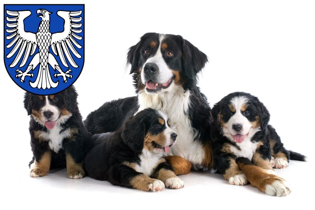 Berner Sennenhund Züchter mit Welpen Schweinfurt, Bayern