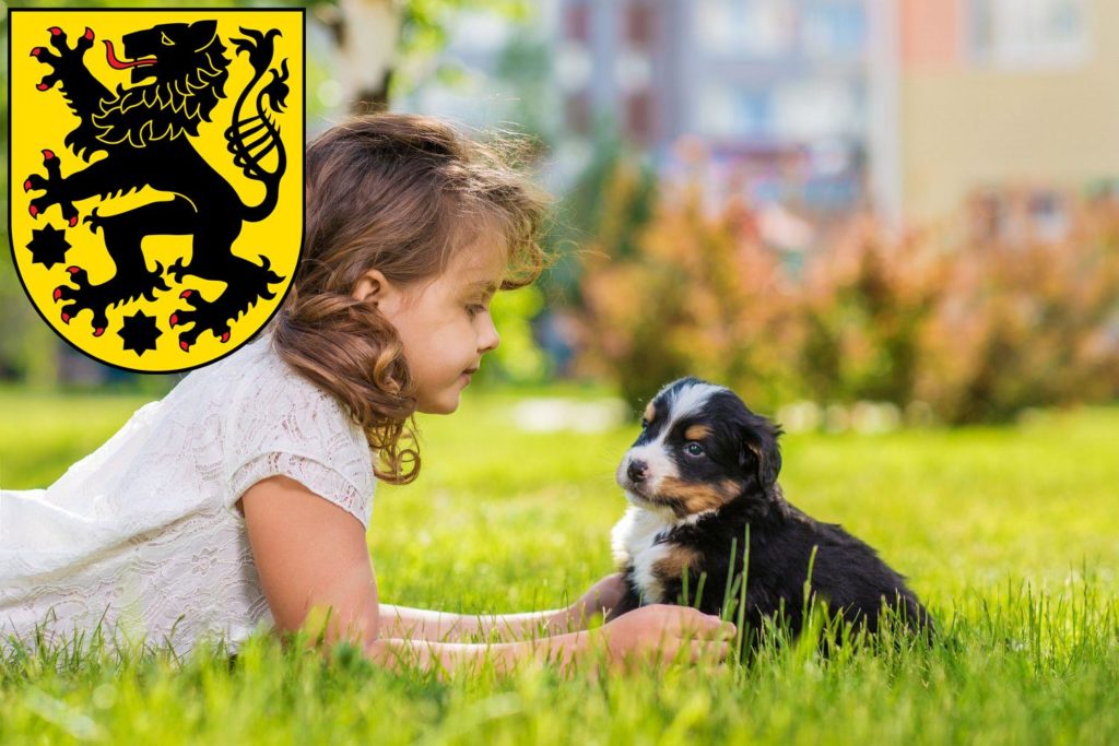 Berner Sennenhund Züchter mit Welpen Sonneberg, Thüringen
