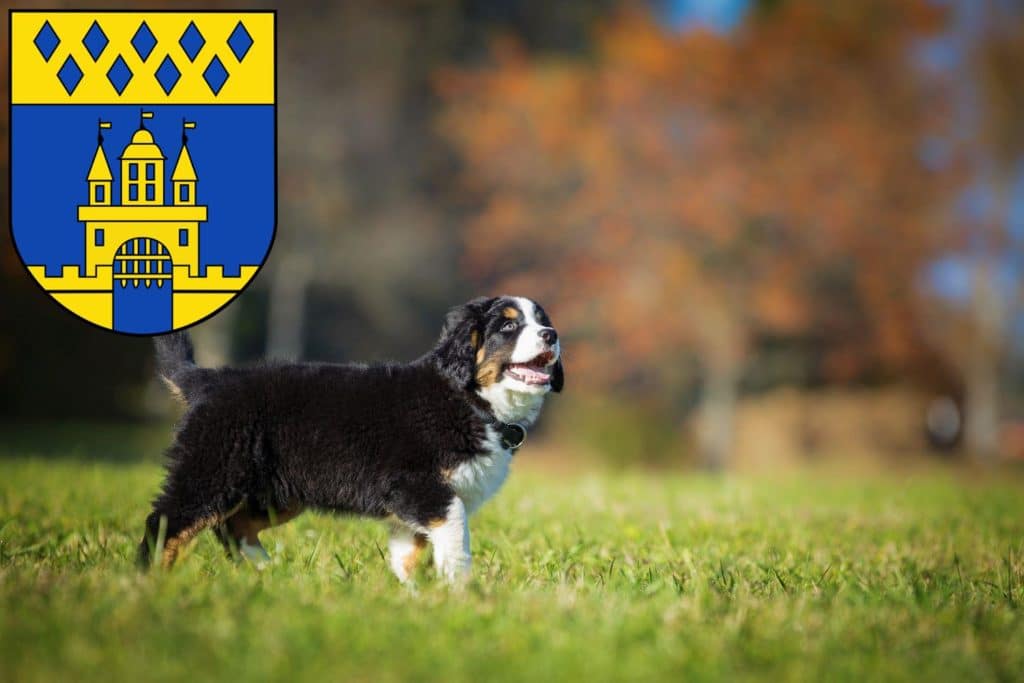 Berner Sennenhund Züchter mit Welpen Steinfurt, Nordrhein-Westfalen
