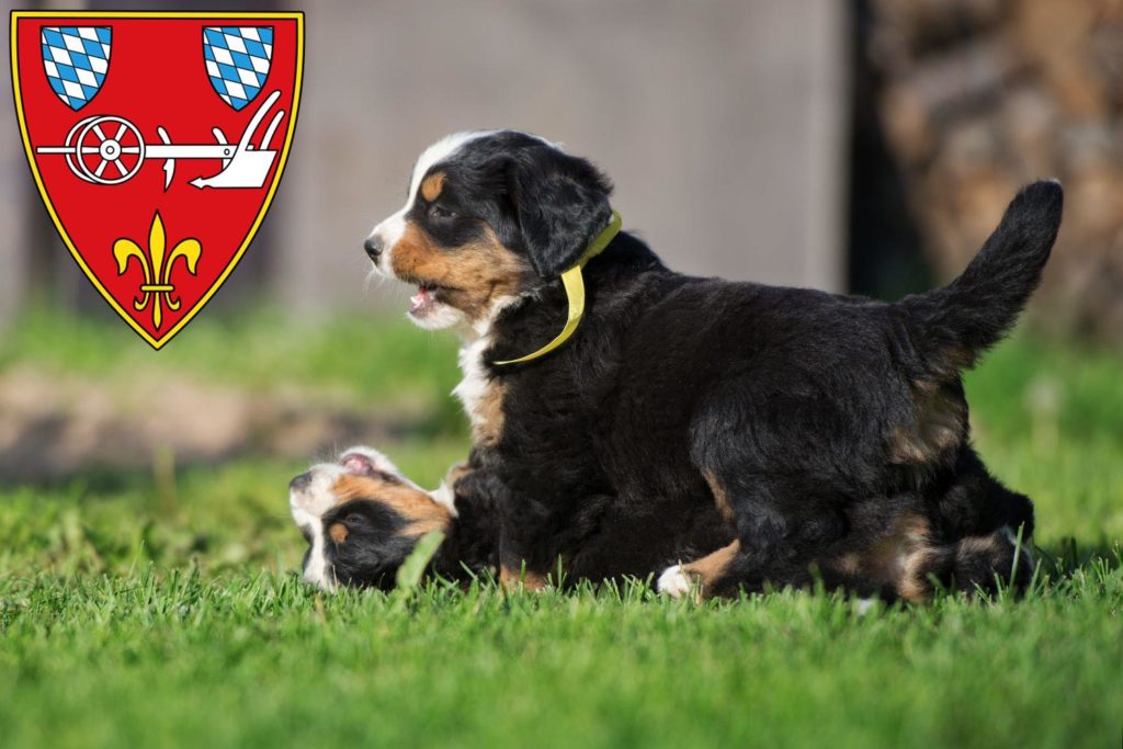 Berner Sennenhund Züchter mit Welpen Straubing, Bayern