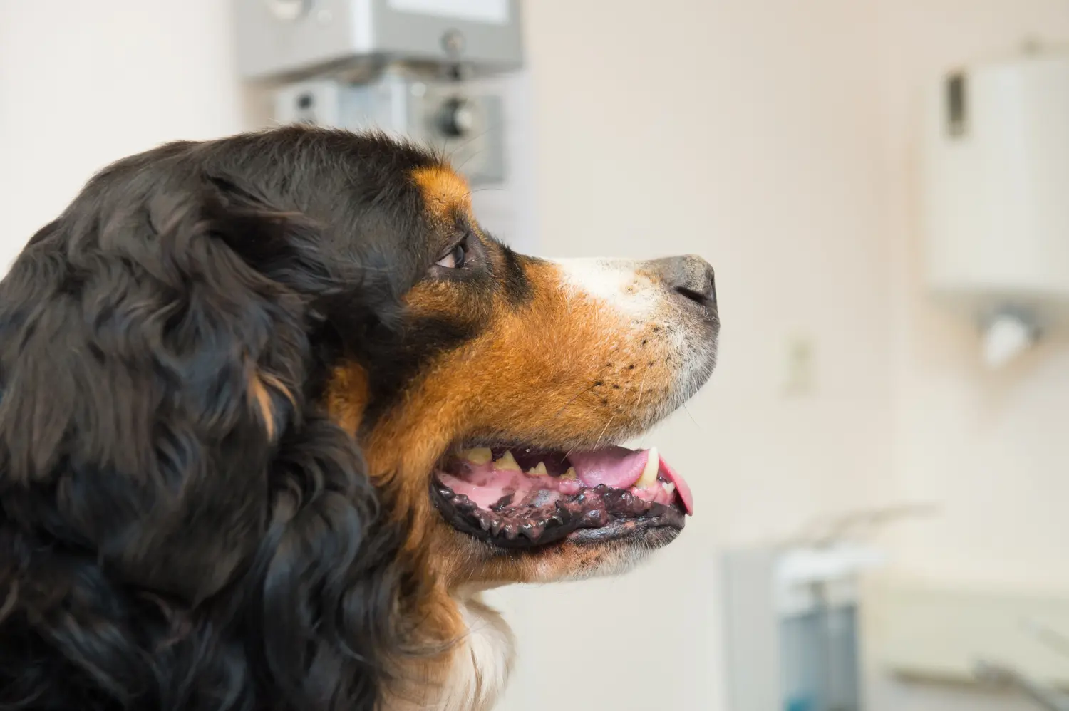 Berner Sennenhund beim Tierarzt - Ist der Berner Sennenhund oft krank?
