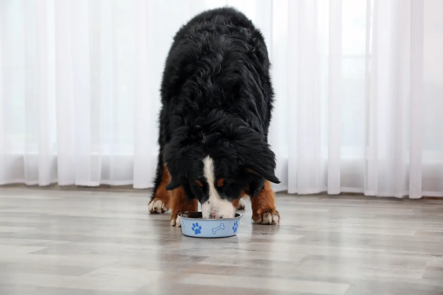 Berner Sennenhund Ernährung und Futter - So bleibt Dein Hund gesund!