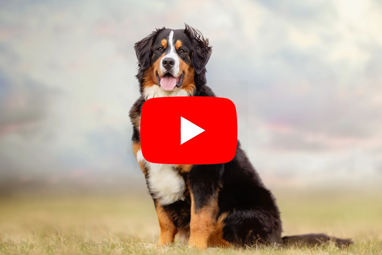 Berner Sennenhund Videos auf YouTube