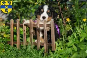 Mehr über den Artikel erfahren Berner Sennenhund Züchter und Welpen in Alsdorf