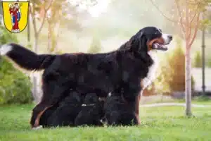 Mehr über den Artikel erfahren Berner Sennenhund Züchter und Welpen in Altötting