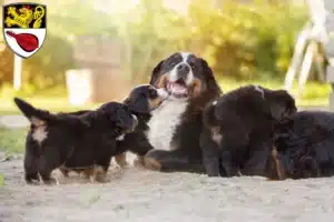 Mehr über den Artikel erfahren Berner Sennenhund Züchter und Welpen in Alzey