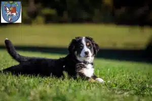 Mehr über den Artikel erfahren Berner Sennenhund Züchter und Welpen in Bad Ems