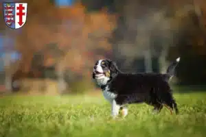 Mehr über den Artikel erfahren Berner Sennenhund Züchter und Welpen in Bad Hersfeld