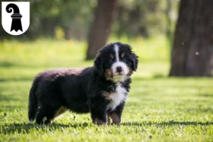 Mehr über den Artikel erfahren Berner Sennenhund Züchter und Welpen in Basel