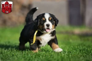 Mehr über den Artikel erfahren Berner Sennenhund Züchter und Welpen in Borken