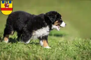 Mehr über den Artikel erfahren Berner Sennenhund Züchter und Welpen in Cloppenburg