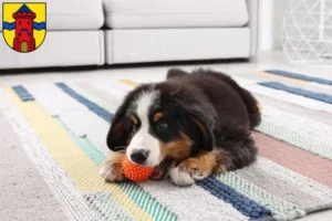 Mehr über den Artikel erfahren Berner Sennenhund Züchter und Welpen in Delmenhorst