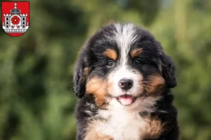 Mehr über den Artikel erfahren Berner Sennenhund Züchter und Welpen in Detmold