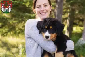 Mehr über den Artikel erfahren Berner Sennenhund Züchter und Welpen in Eichstätt