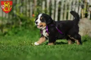 Mehr über den Artikel erfahren Berner Sennenhund Züchter und Welpen in Euskirchen