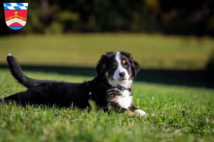 Mehr über den Artikel erfahren Berner Sennenhund Züchter und Welpen in Fürstenfeldbruck