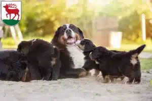 Mehr über den Artikel erfahren Berner Sennenhund Züchter und Welpen in Herzberg (Elster)