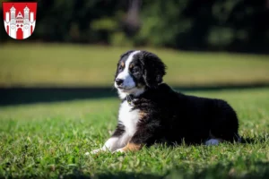 Mehr über den Artikel erfahren Berner Sennenhund Züchter und Welpen in Höxter