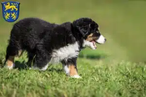 Mehr über den Artikel erfahren Berner Sennenhund Züchter und Welpen in Homberg (Efze)